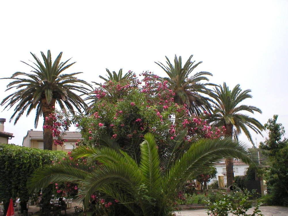 Hostal La Colonial Madrigal de la Vera Eksteriør billede